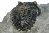 Detailed Hollardops Trilobite Fossil - Excellent Eye Facets #273423-5